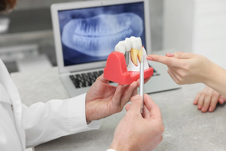 A dentist explains a dental model to a patient, pointing with a pen
